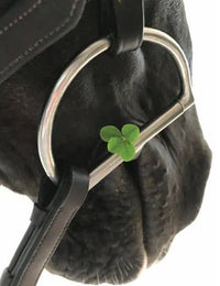 Horse Hollow Press - Horse Greeting Card | Blank Inside | Four Leaf Clover