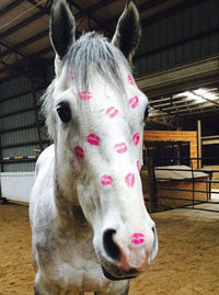 Horse Hollow Press - Horse Birthday Card | Gray & Kisses