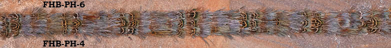 Hat Band Feather Blueish RN Straight