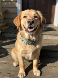 Epic Padded Leather Dog Collar with Beaded Design K