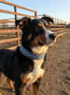 Epic Padded Leather Dog Collar with Beaded Design #P