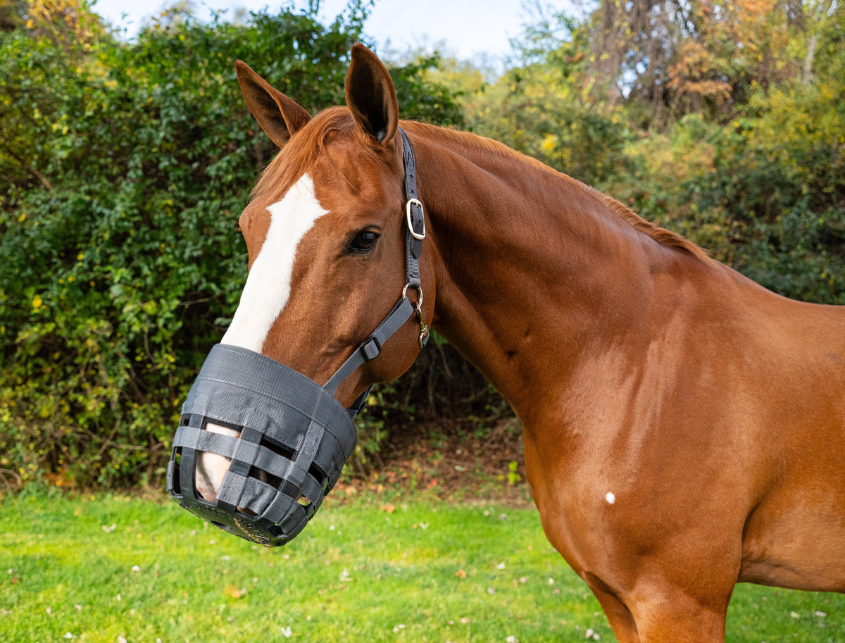 Intrepid International - Best Friend Padded Leather Crown Grazing Muzzle