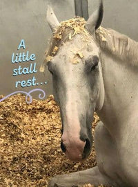 Horse Hollow Press - Horse Get Well Card | Stall Rest